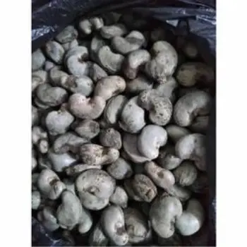 Fresh Raw Cashew Nuts
